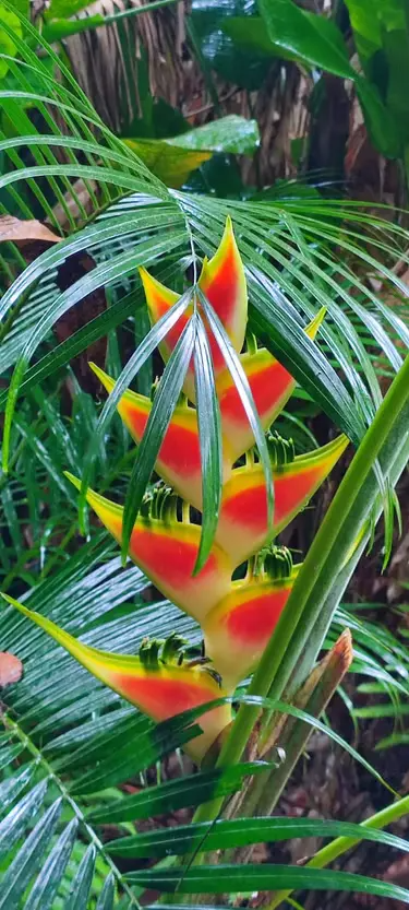 Fleurs tropicales roses